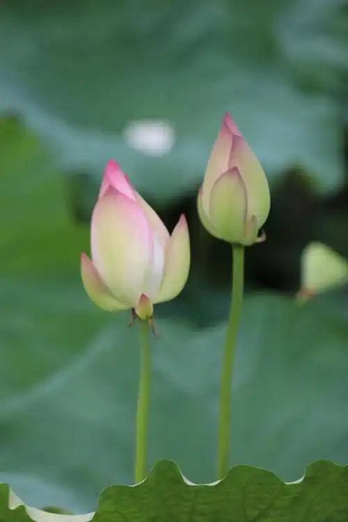夏日风光（5）‖巴彦诗词楹联协会【982】（图7）