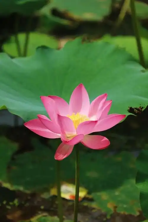 夏日风光（5）‖巴彦诗词楹联协会【982】（图5）