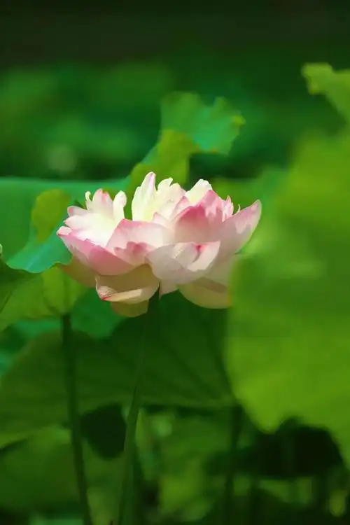 夏日风光（5）‖巴彦诗词楹联协会【982】（图8）