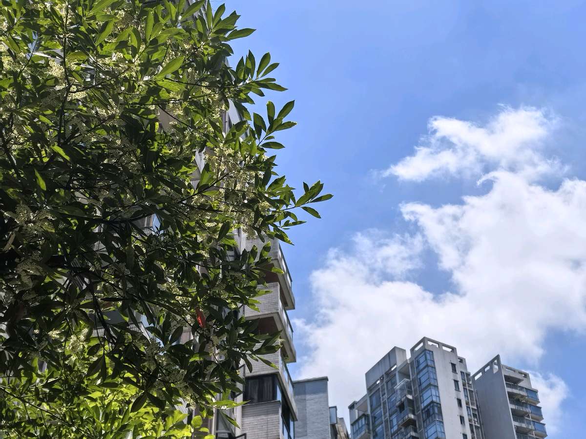 ​「散文」夏桂之韵：时光缝隙中的惊喜绽放（图4）