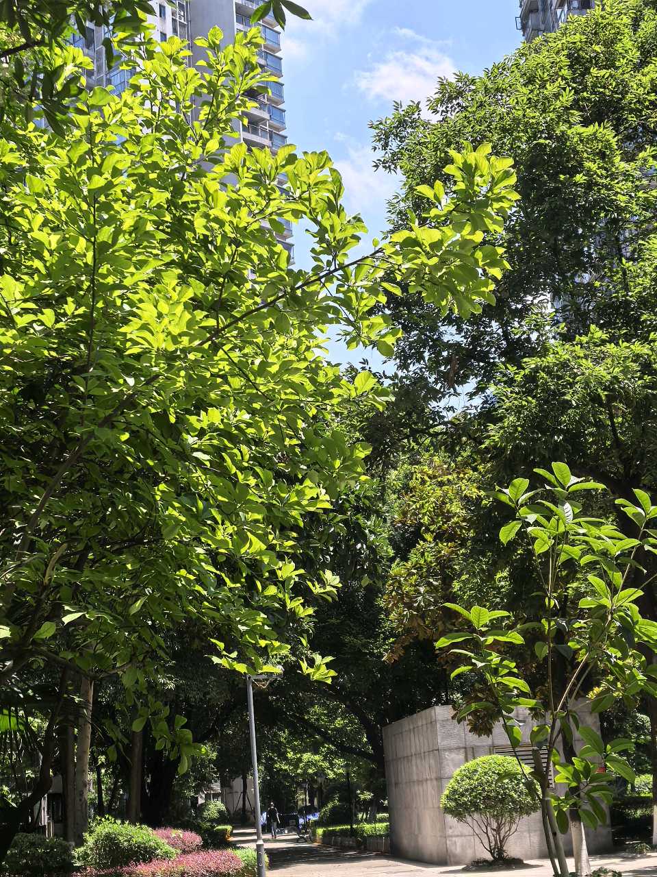 ​「散文」夏桂之韵：时光缝隙中的惊喜绽放（图9）
