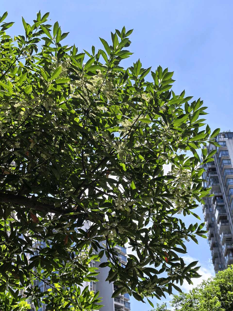 ​「散文」夏桂之韵：时光缝隙中的惊喜绽放（图11）