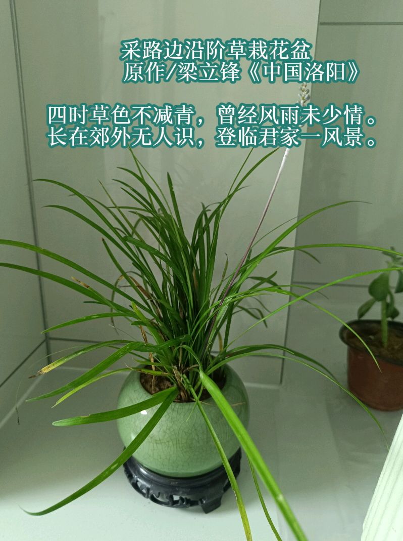 采路边沿阶草栽花盆 原作/梁立锋（图4）