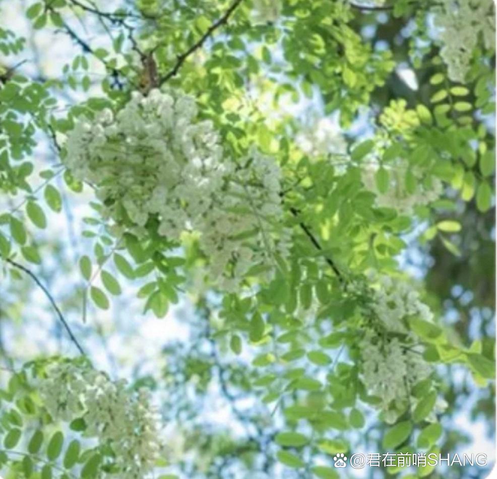 高虹//张希诵读《北京夏季槐花香》 作者：任学路（图5）