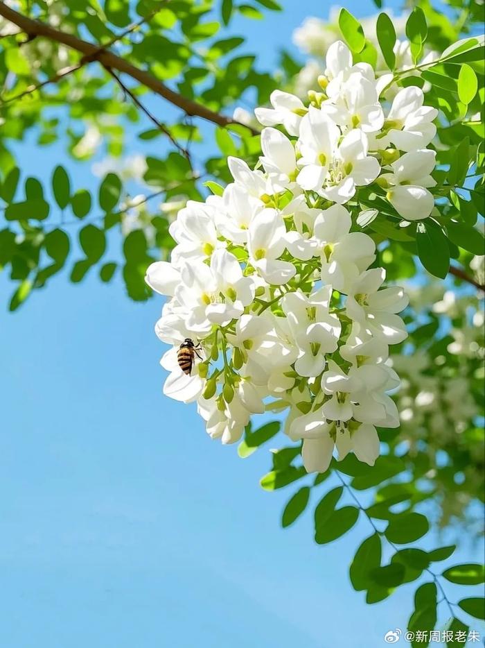 高虹//张希诵读《北京夏季槐花香》 作者：任学路（图8）