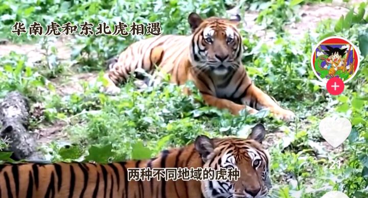 《华南虎和东北虎的习性》文:强军/陕西宝鸡