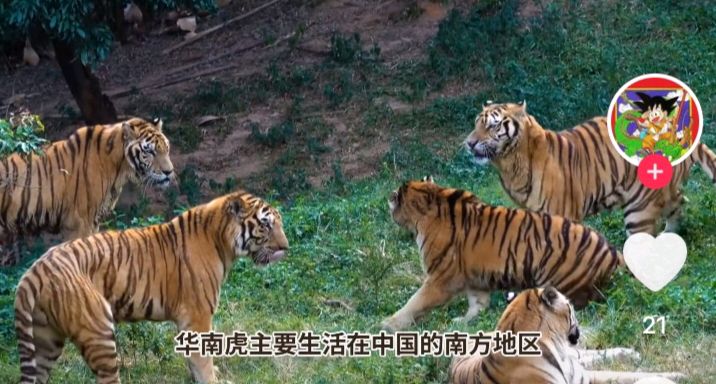 《华南虎和东北虎的习性》文:强军/陕西宝鸡（图2）