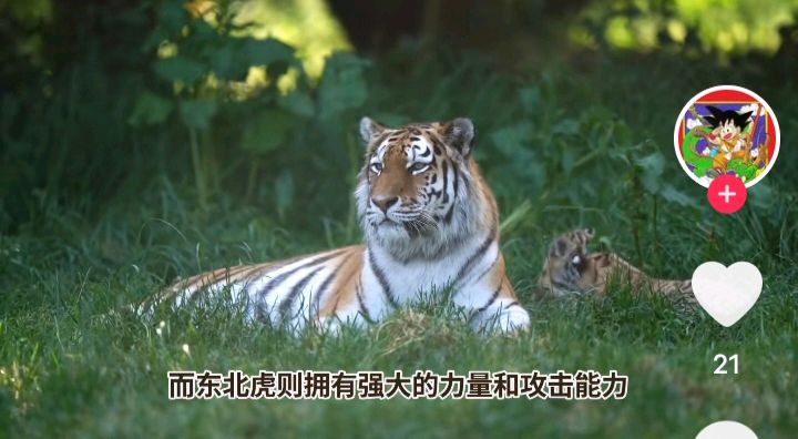 《华南虎和东北虎的习性》文:强军/陕西宝鸡（图4）