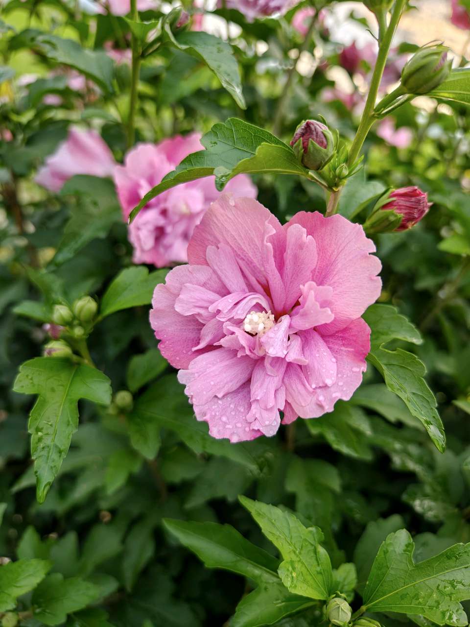 东方书剑《浣溪沙・咏花草系列之木槿花开》