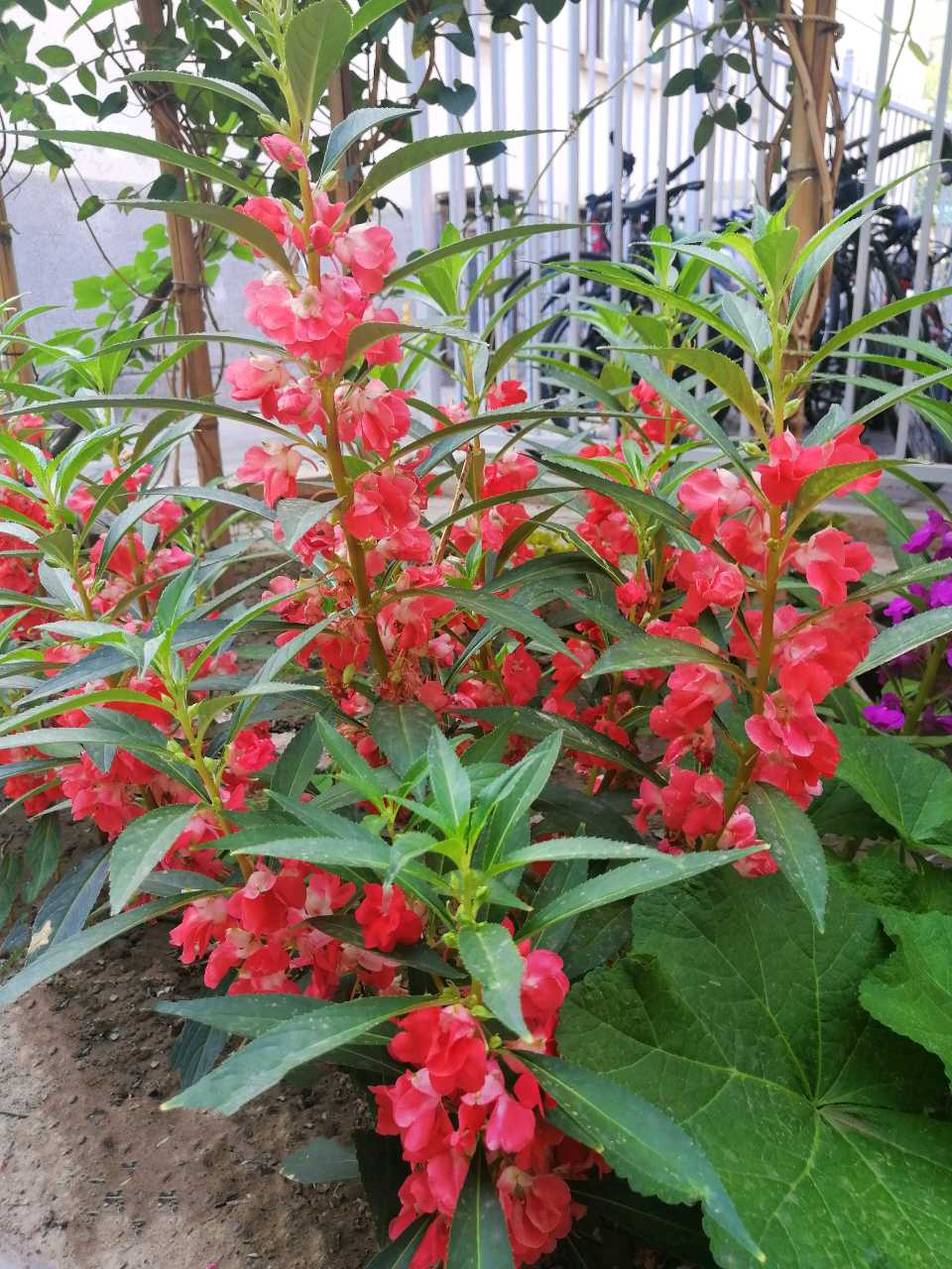 东方书剑的《七绝二章・咏花草系列之凤仙花》