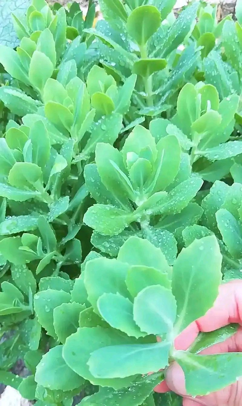 东方书剑的《【仙吕宫・后庭花】咏花草系列之圆叶景天草》