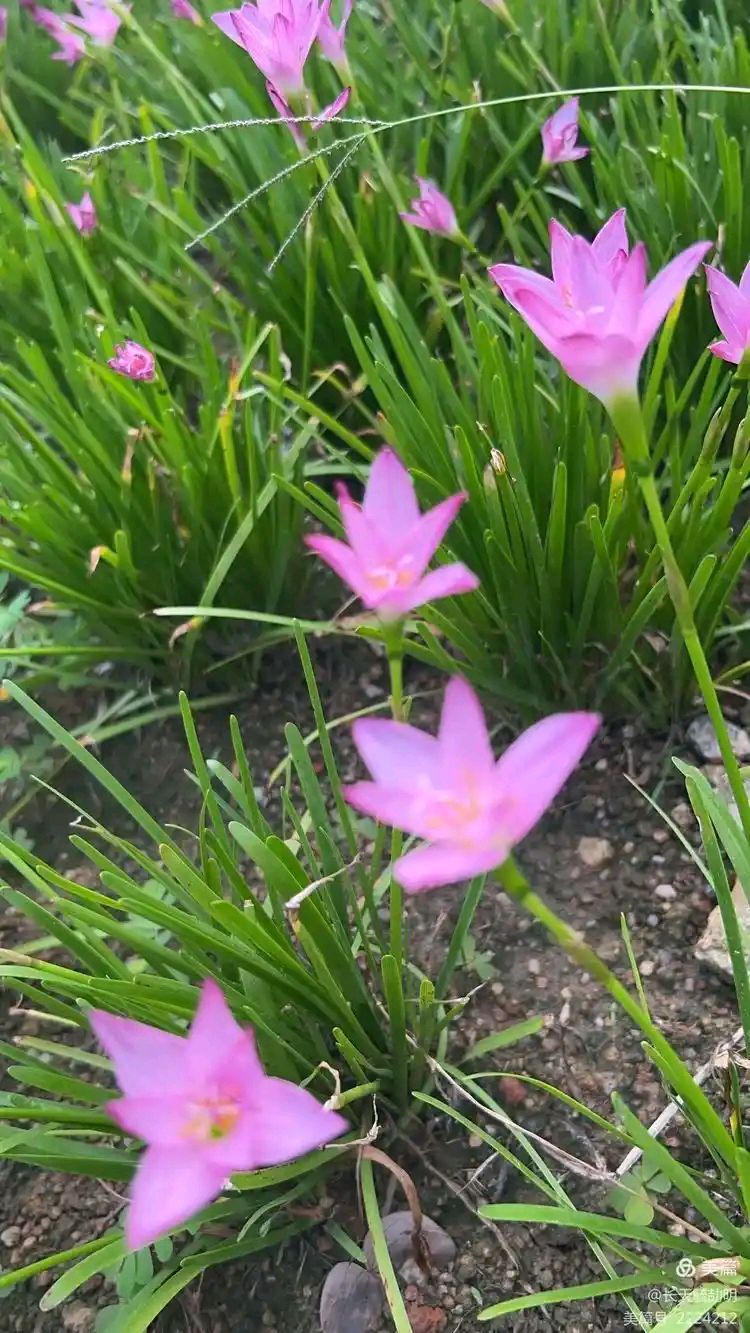 东方书剑的《七绝・咏花草系列之葱莲草》