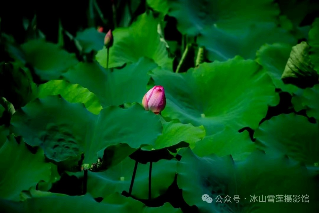 咏荷 作者 高塬 张培兰 都市头条~西安头条