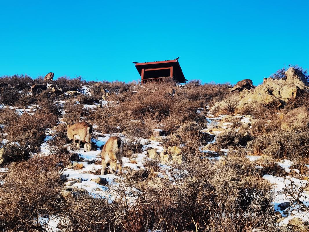 凤凰之歌//梁晓东//秋之爱诵读《贺兰明月》 作者：碑林路人（图6）