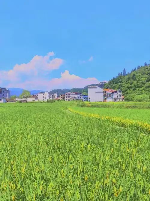夏日（文/许碧霞）……莲叶之珠文学社（图4）