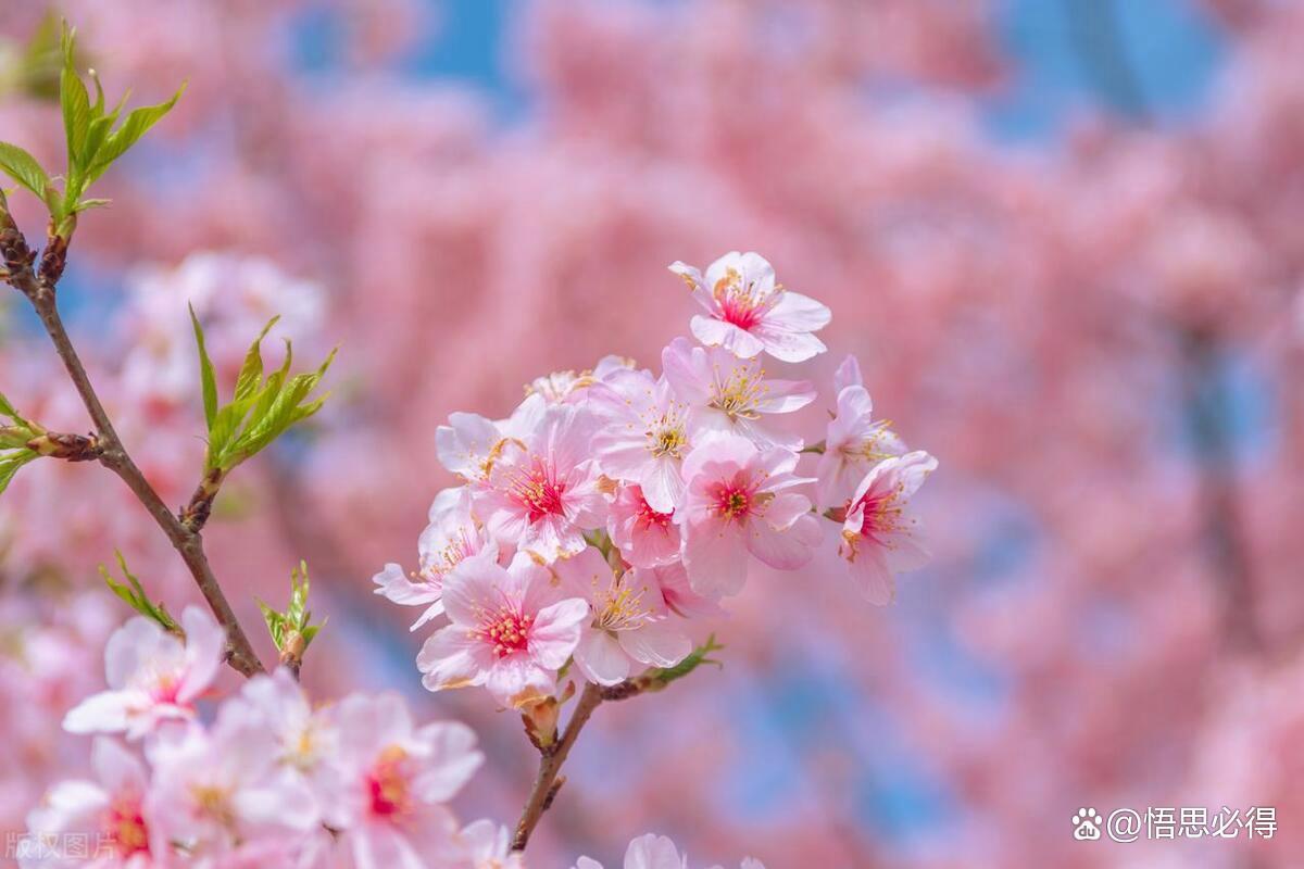高虹//黄莉端诵读 《人生的四季》 作者：任学路（图7）