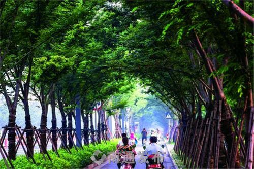 《盛夏的林荫路》作者/和声 主播/丽丽 主编/胡琴（图2）