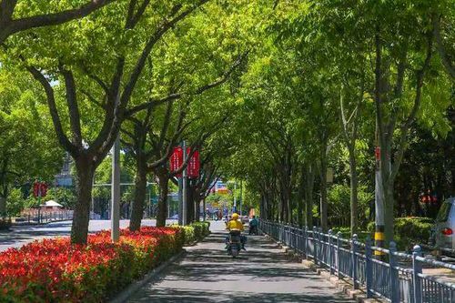 《盛夏的林荫路》作者/和声 主播/丽丽 主编/胡琴