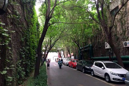 《盛夏的林荫路》作者/和声 主播/丽丽 主编/胡琴（图5）