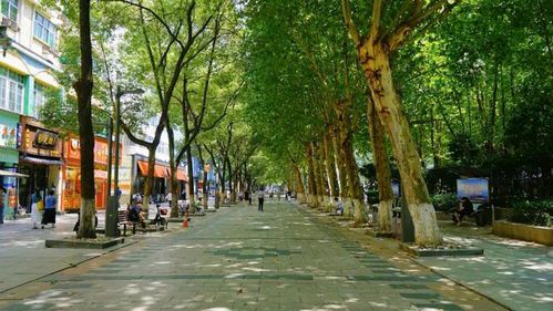 《盛夏的林荫路》作者/和声 主播/丽丽 主编/胡琴（图4）