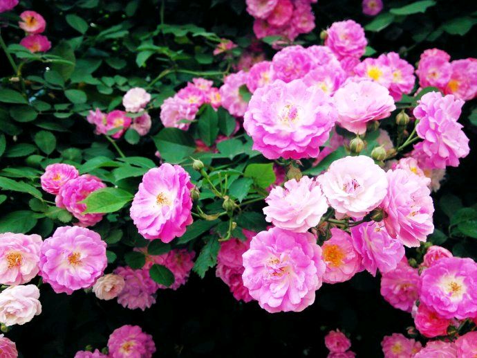 【荣耀中国】七绝·蔷薇花杨明才（山西）（图3）