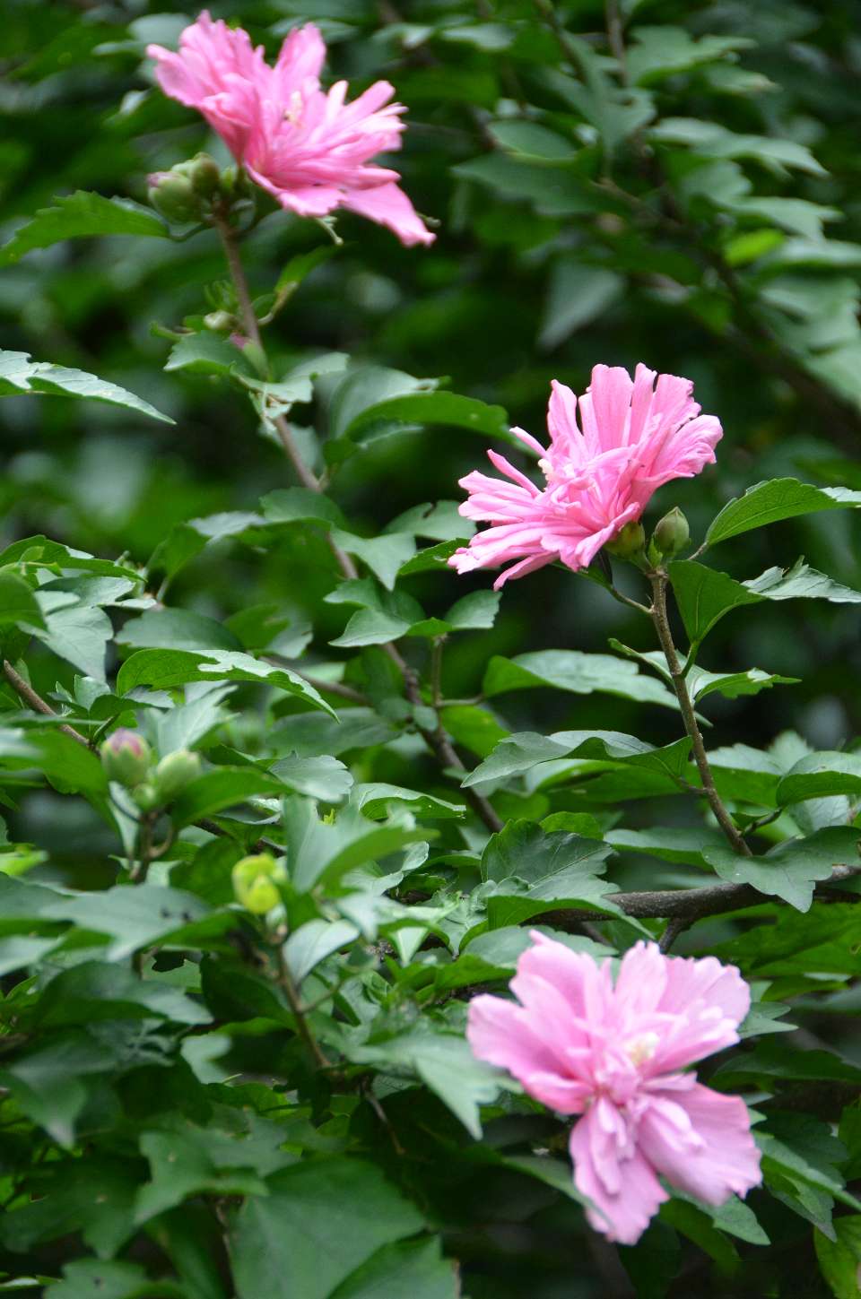 东方书剑的《忆江南・咏花草系列之木槿花开》