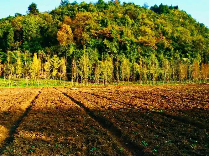深爱的土地（图2）