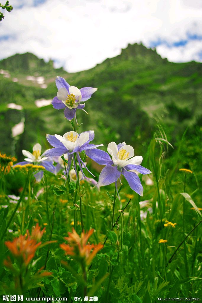 【荣耀中国】五绝 夏日南山游文/南山翁（图4）