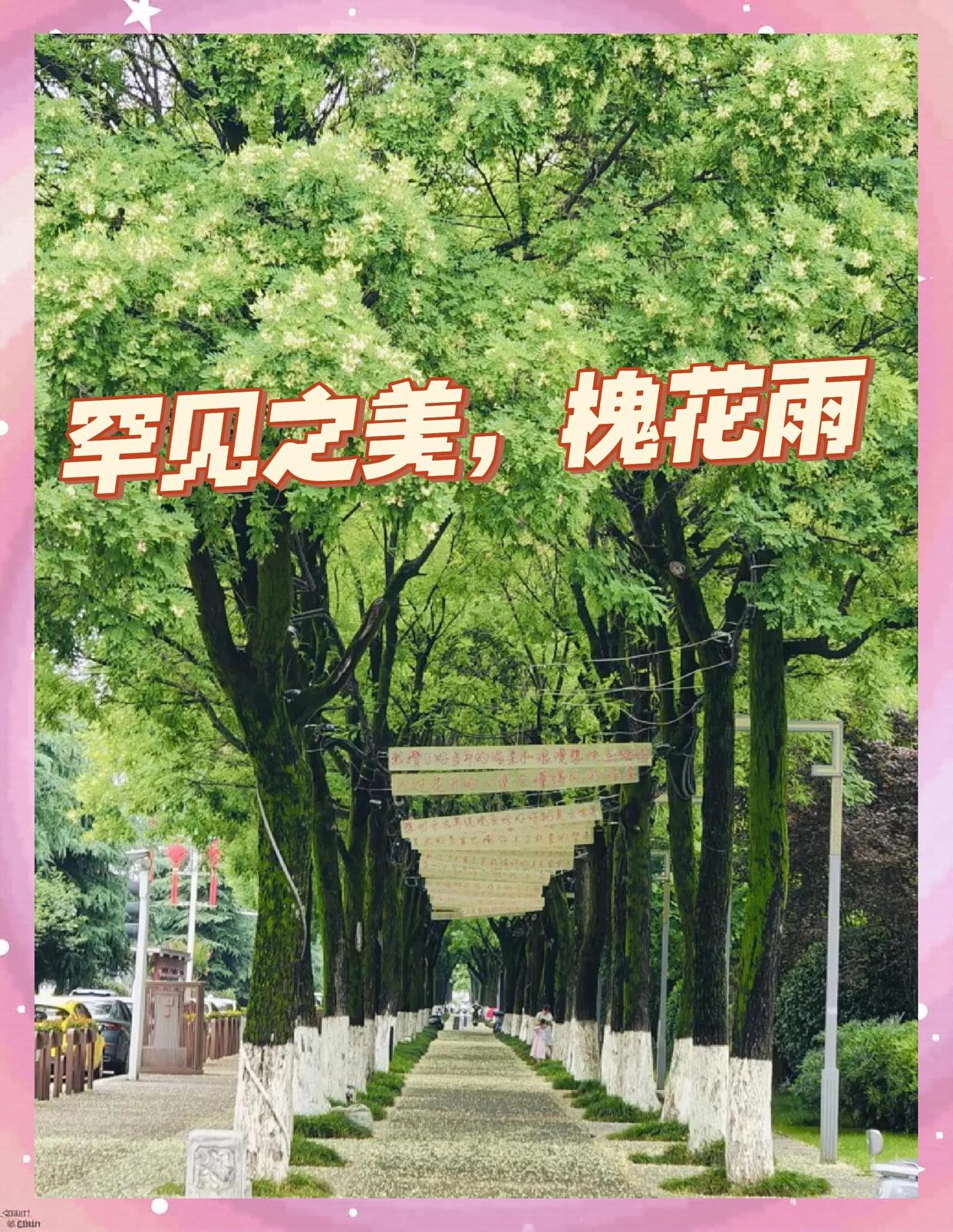 高虹//张希诵读 《槐花雨》作者：任学路（图4）