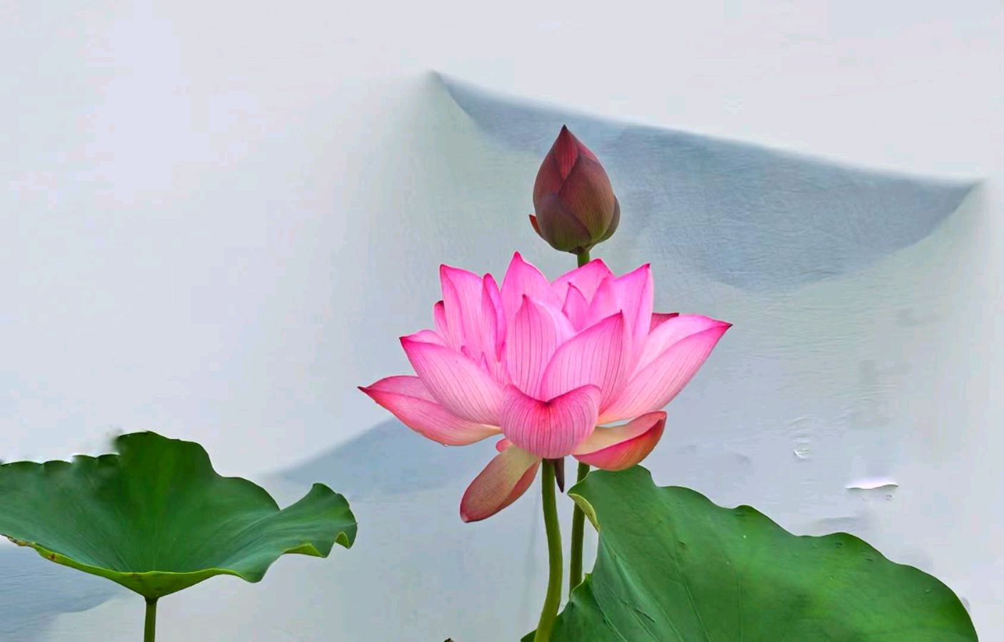 听你花开的港湾 ‖ 六月荷教授原创作品《荷塘心印》朗诵/听你花开的港湾主播 摄影/六月荷（图22）