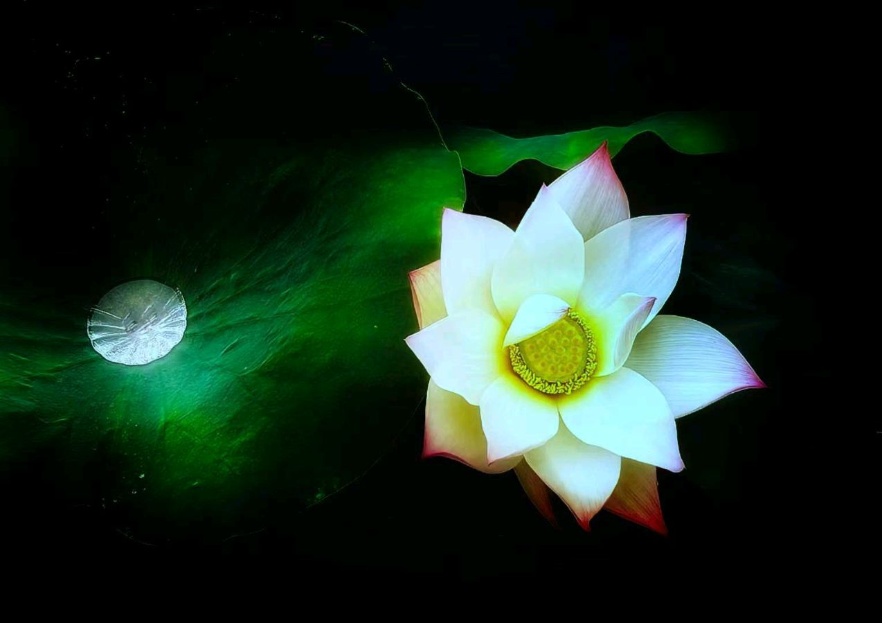 听你花开的港湾 ‖ 六月荷教授原创作品《荷塘心印》朗诵/听你花开的港湾主播 摄影/六月荷（图21）