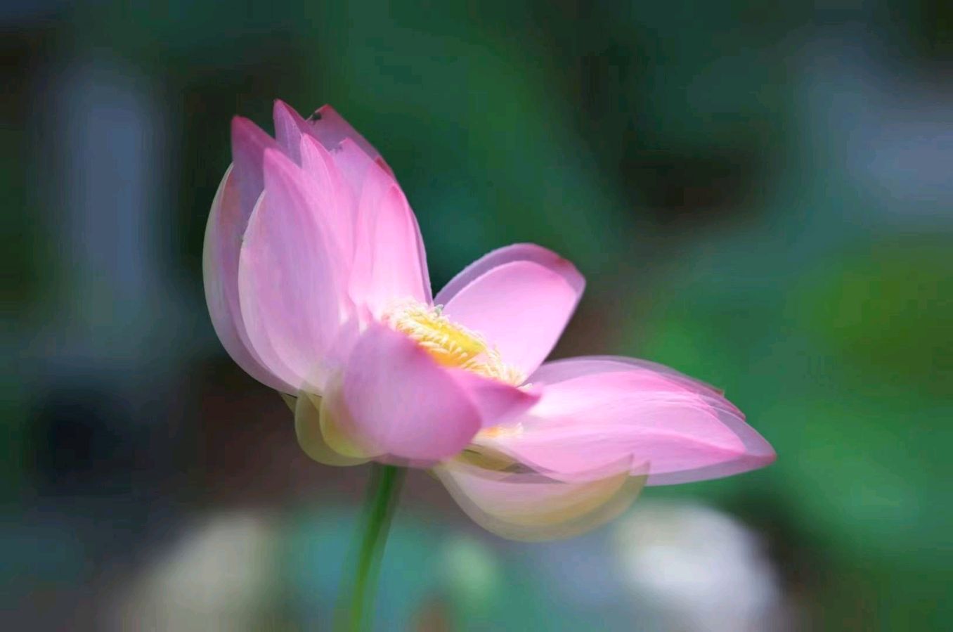 听你花开的港湾 ‖ 六月荷教授原创作品《荷塘心印》朗诵/听你花开的港湾主播 摄影/六月荷（图27）