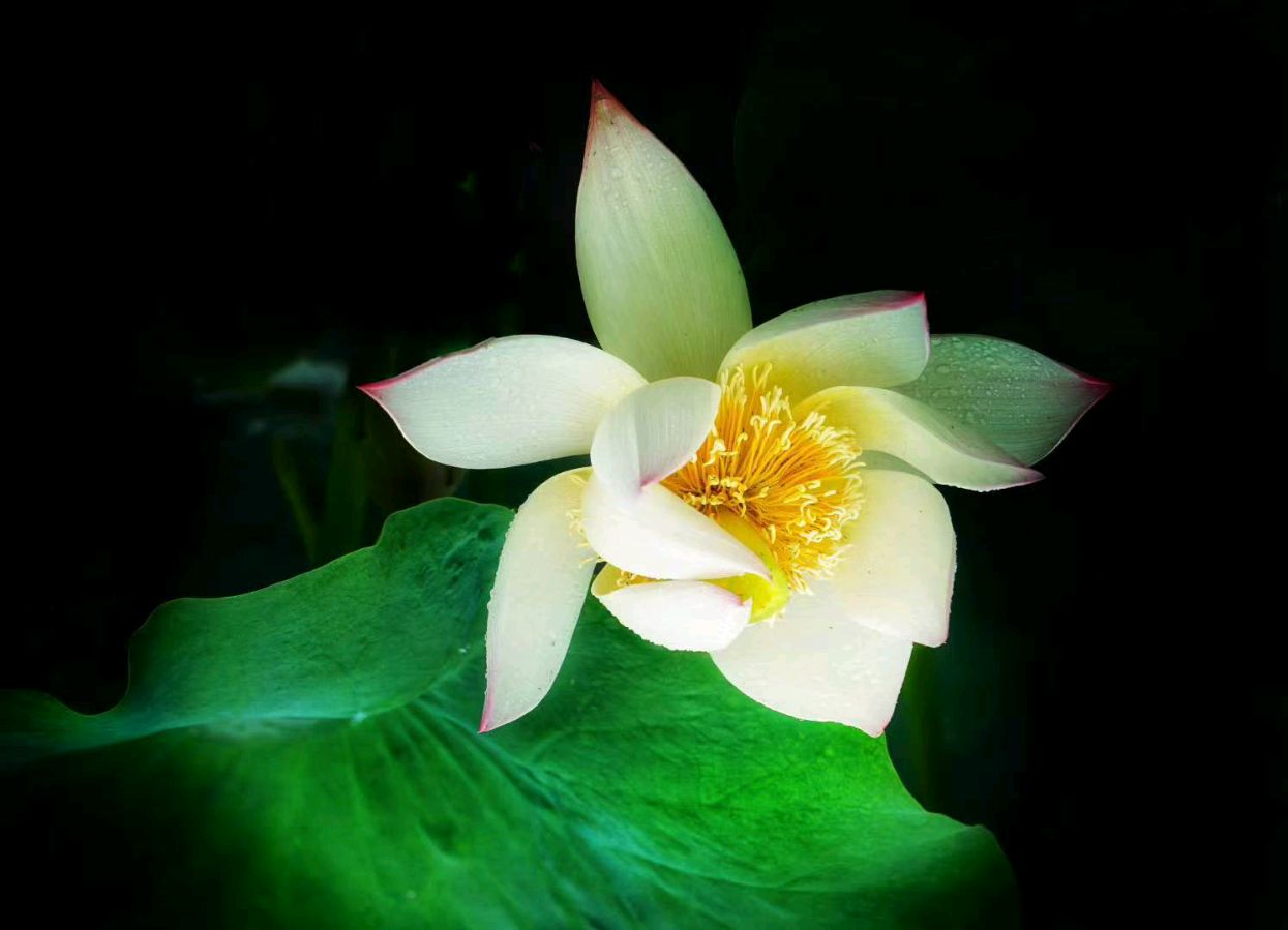 听你花开的港湾 ‖ 六月荷教授原创作品《荷塘心印》朗诵/听你花开的港湾主播 摄影/六月荷（图23）