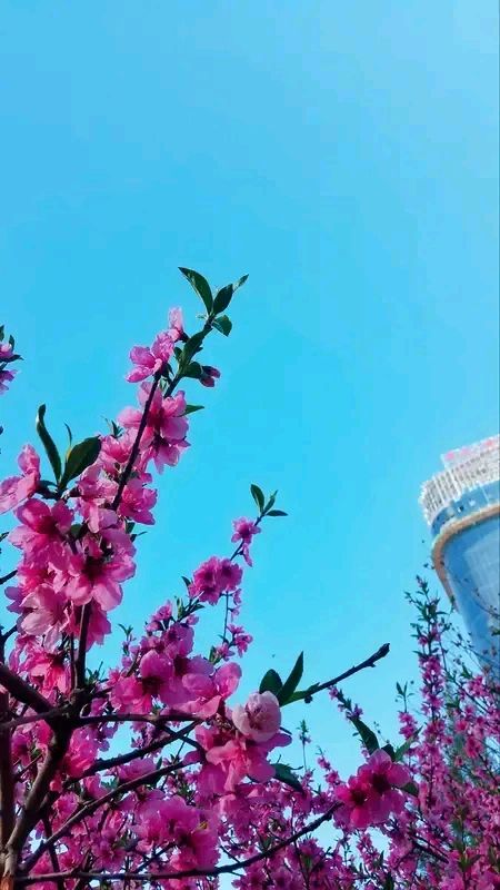 《龙游天下创作现代诗及现代古诗鉴赏》作者：龙游天下 [中国现代诗歌文化传媒推荐]（图6）