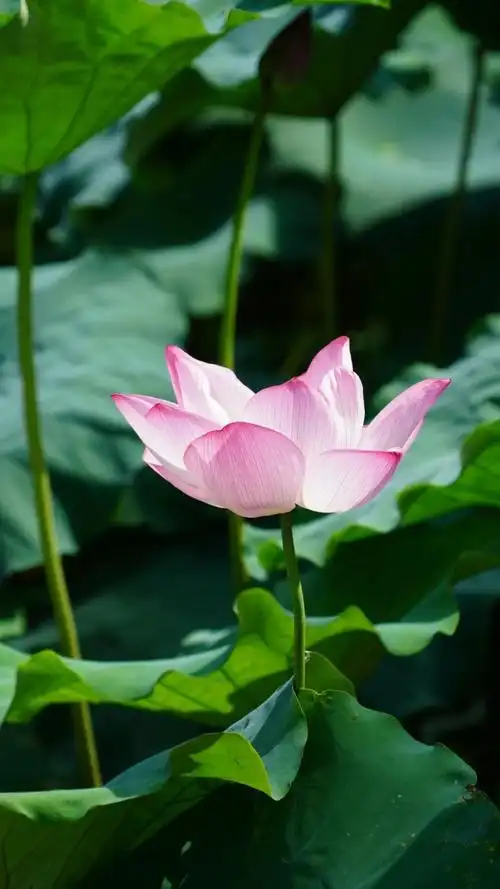 夏日风光（6）‖巴彦诗词楹联协会【904】（图5）