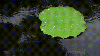 【名家风采】 盛夏荷韵//文:海阔天空（图3）