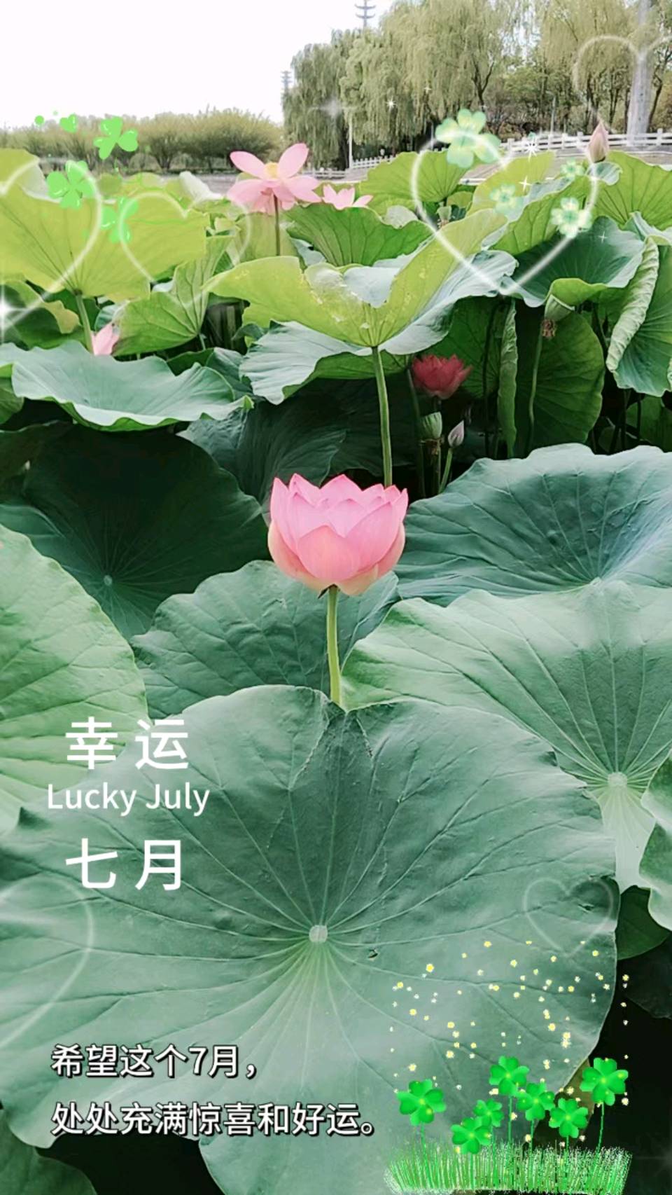 【名家风采】 盛夏荷韵//文:海阔天空（图8）