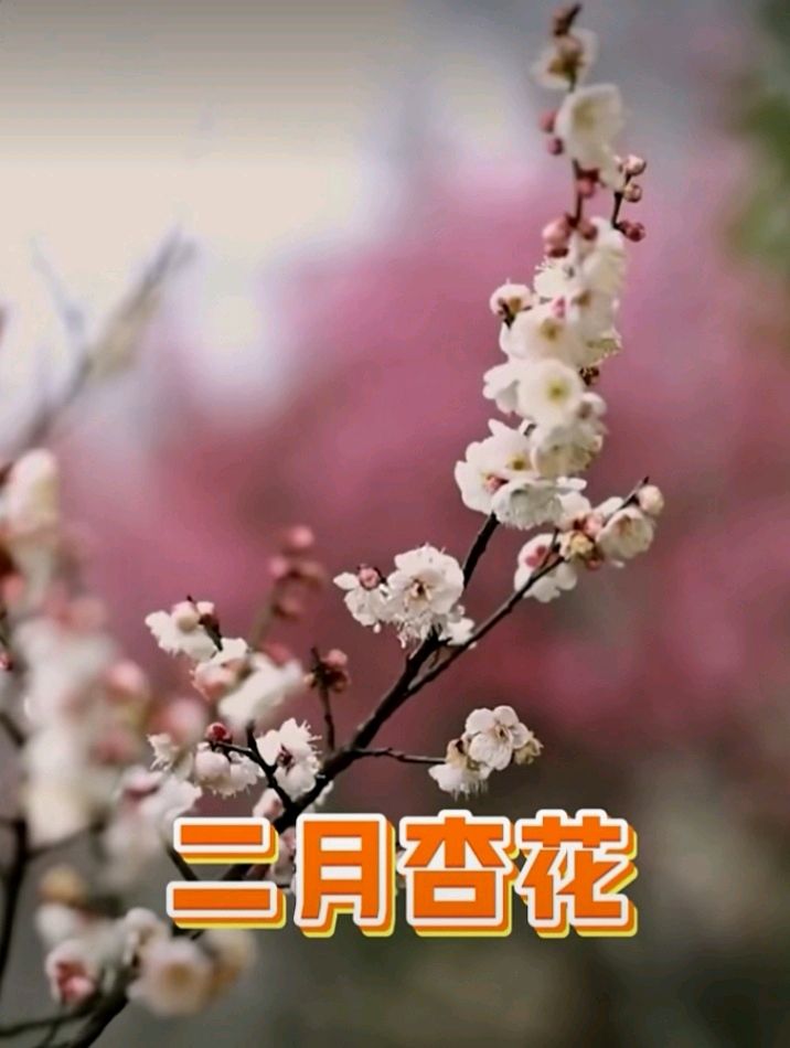 十二花神赋连载 ① ②诗◑雅轩琴韵（图22）