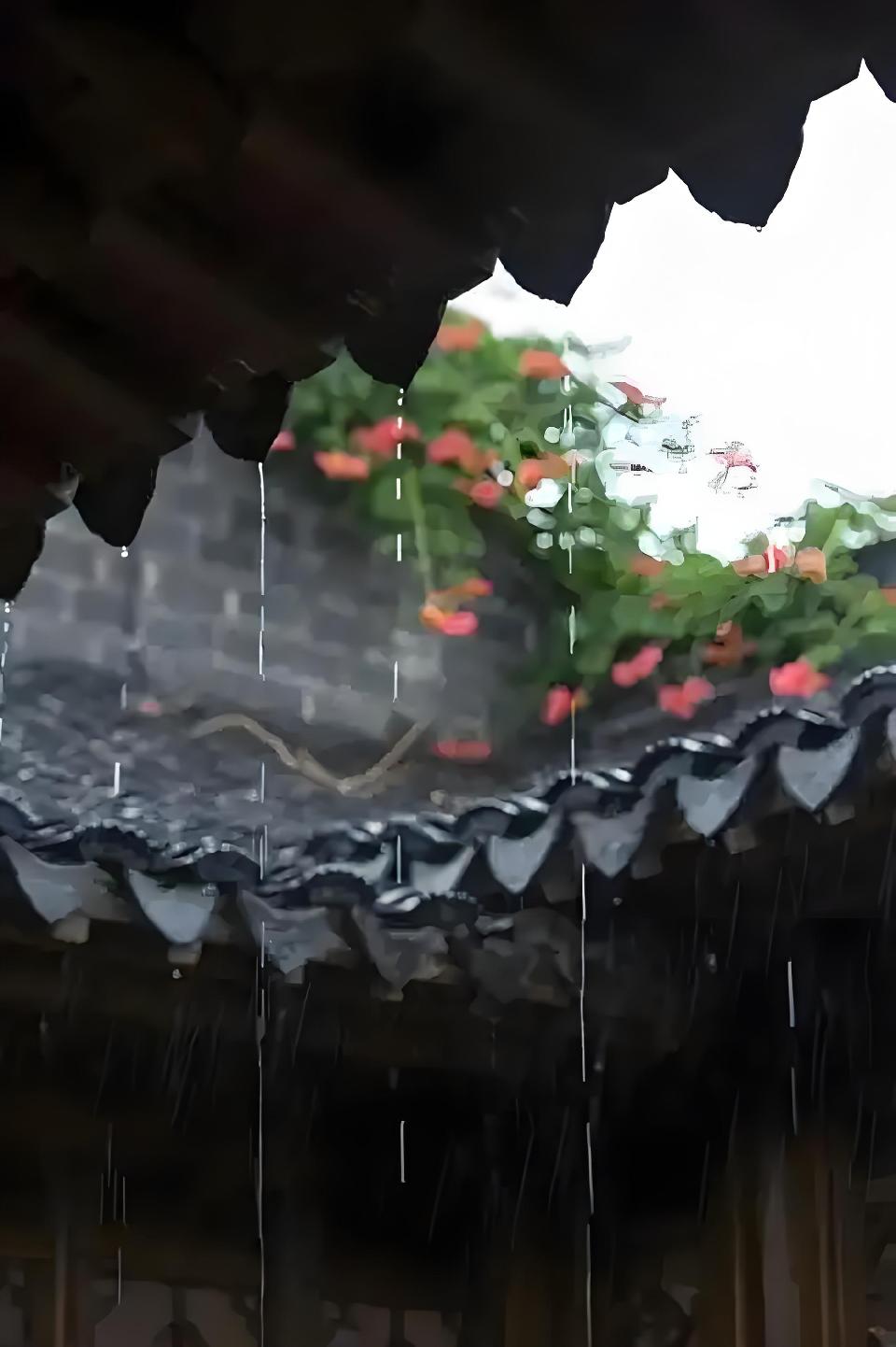 听雨//作者 / 雨下罗加//朗诵 / 老菩提（图6）