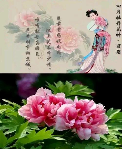十二花神赋连载③④诗◑雅轩琴韵（图16）