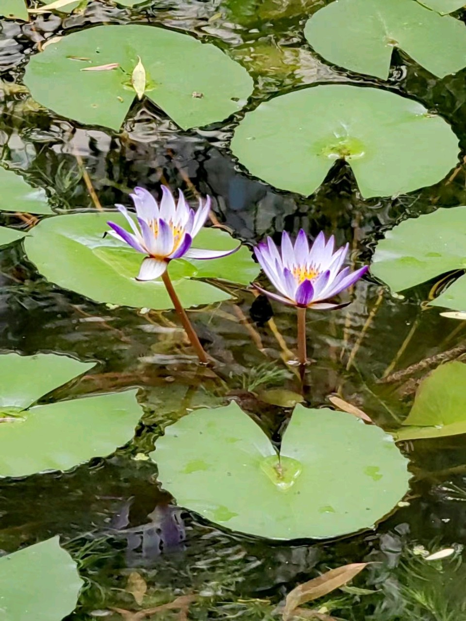 雨润莲花一刘福海(图5)
