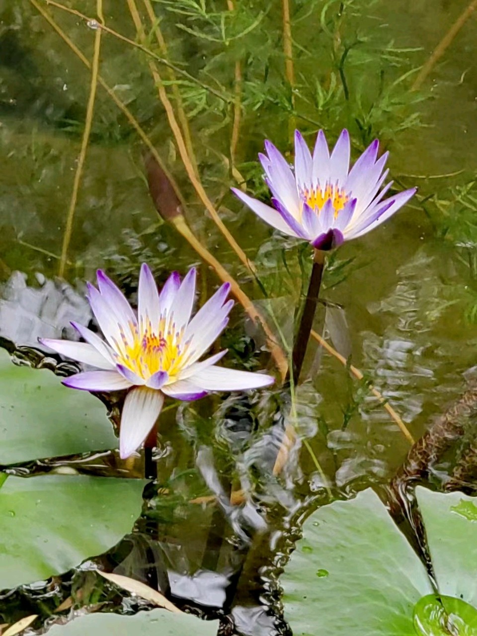 雨润莲花一刘福海(图6)