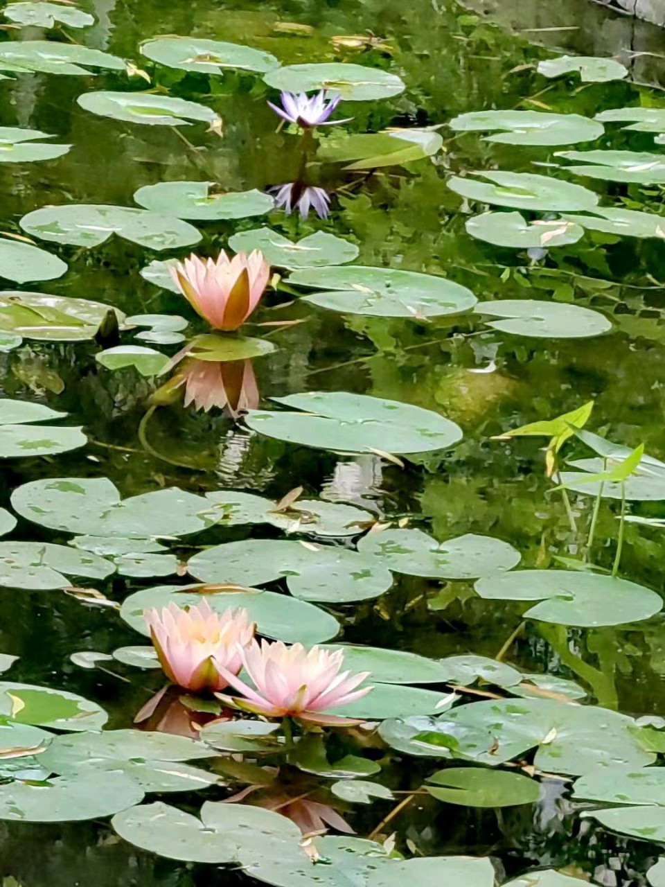 雨润莲花一刘福海(图3)