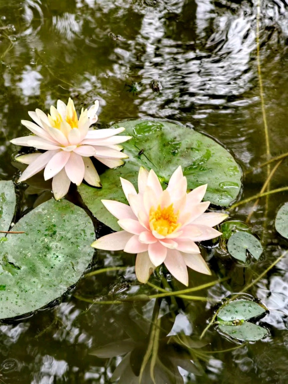 雨润莲花一刘福海(图9)