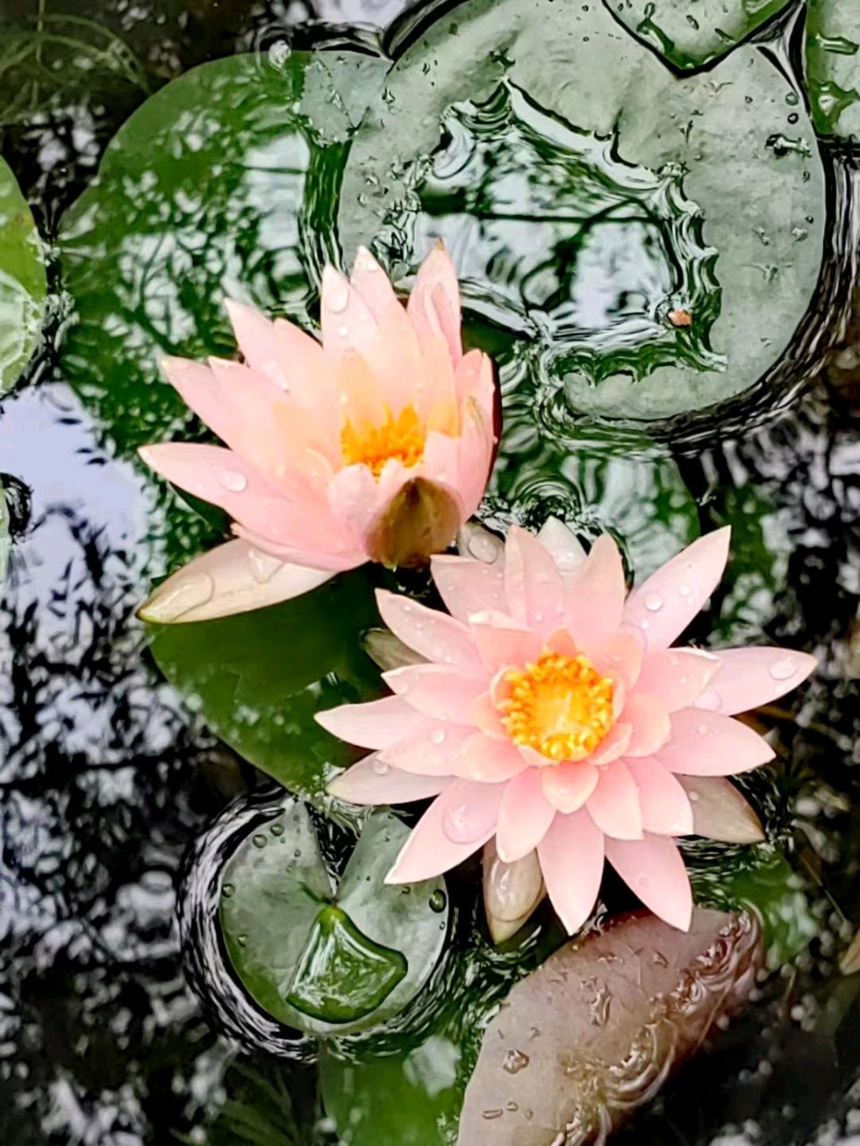 雨润莲花一刘福海(图7)