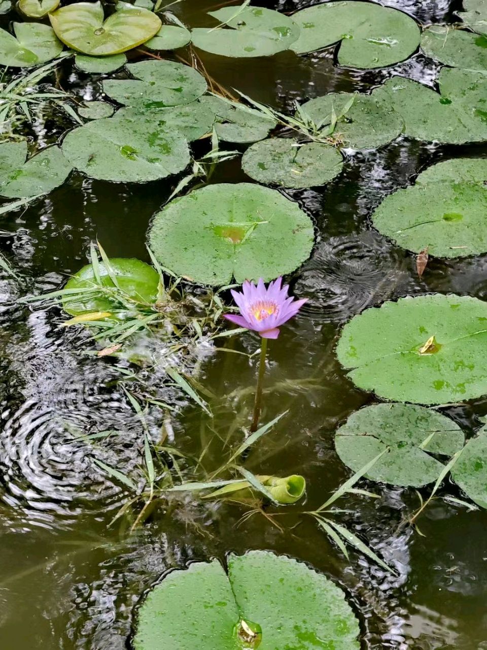 雨润莲花一刘福海(图10)