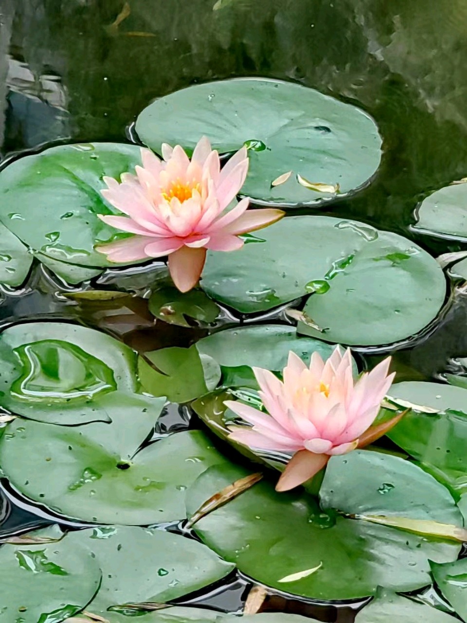 雨润莲花一刘福海(图8)