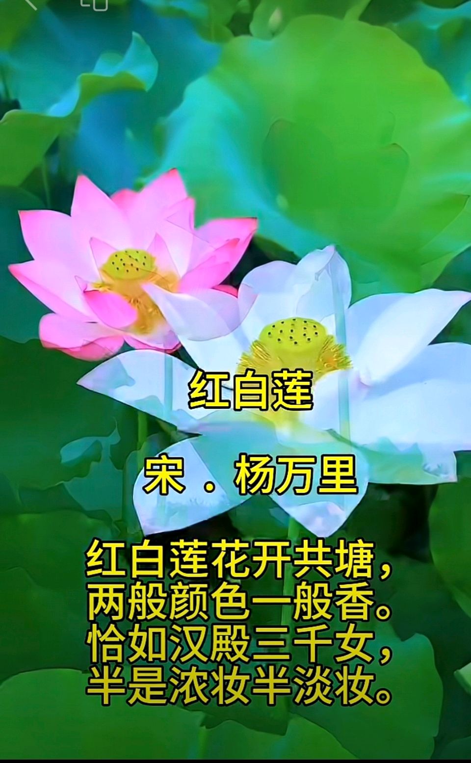 旭日东升//《雨中荷韵》（图2）