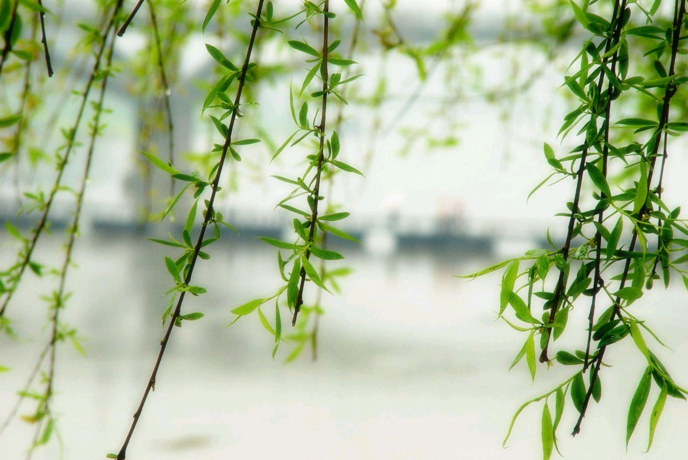 格律诗两首 岩石