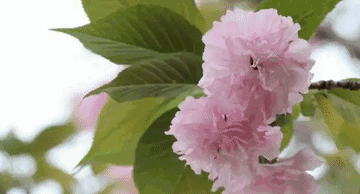 【中国字话】馨睿 快线 幸福在敲门 枫桦 三点水 冬雪 尚水 纯洁芬芳 唯唯乐分享《雅艳书香美貌型》文/诗赋南沧//制作/田爽【第2500期】（图2）
